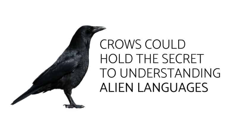 Crows Could Hold the Secret to Understanding Alien Languages