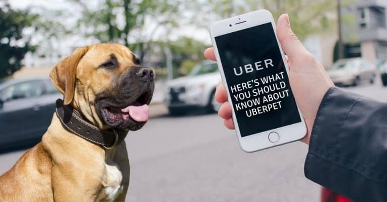 Here’s What You Should Know About uberPET
